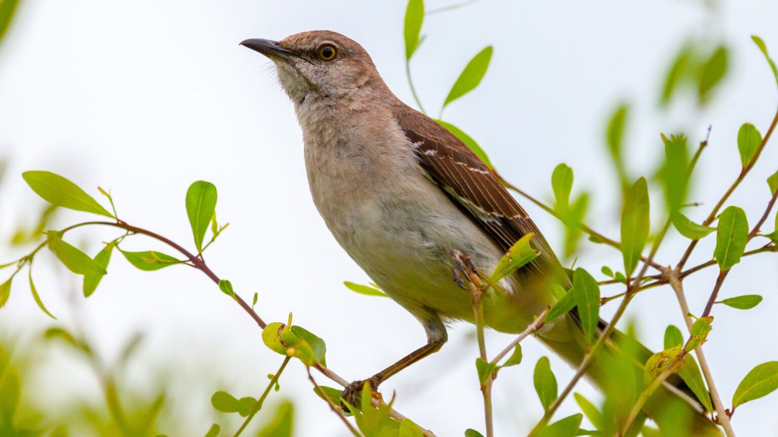 Vogelerkennung
