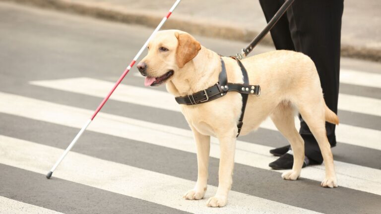 Ein Blindenhund geht mit einer Frau über die Straße