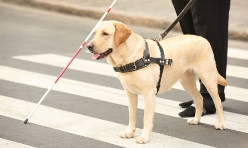 Blindenhund Ein Blindenhund geht mit einer Frau über die Straße