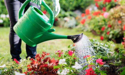 Gießhilfe Ein Garten wird mit Gießkanne gegossen