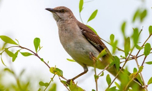 Vogelerkennung Vogelerkennung